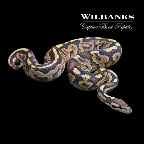Black Pastel Fire Yellow Belly Ball Python by Wilbanks Captive Bred ...