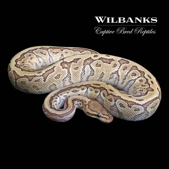 King Pin Python King Pin Yellow Belly Ball Python by Wilbanks Captive Bred Reptiles