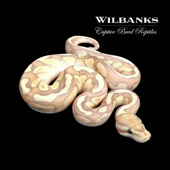 邦楽 NUCLEAR BANANA Banana Nuclear Enchi Ball Python ♂ '24 – Wilbanks Captive