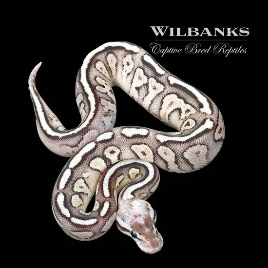 Pewter Fire Ball Python by Wilbanks Captive Bred Reptiles