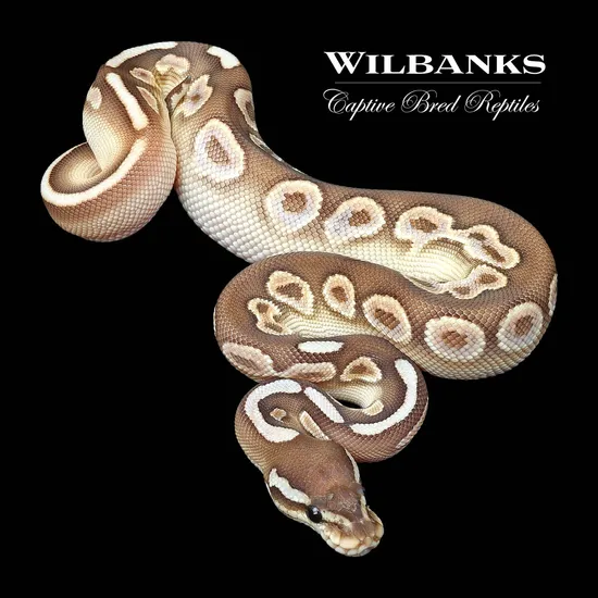 Cinny Sugar Ball Python Cinnamon Sugar Butter Ball Python by Wilbanks Captive Bred Reptiles