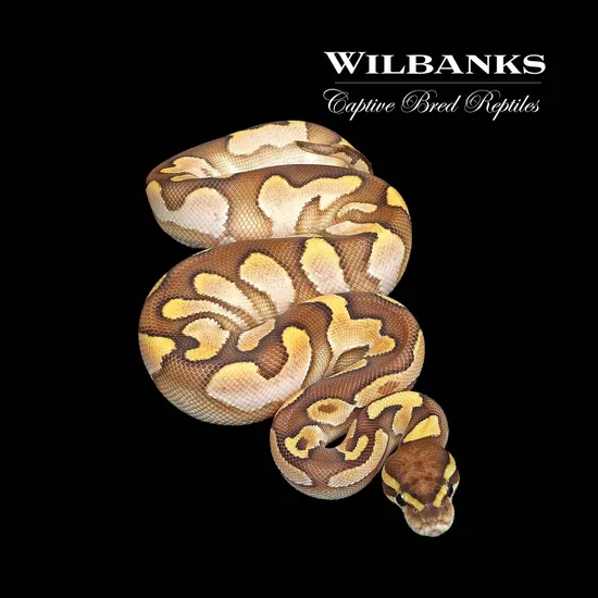 Butter Enchi Sugar Ball Python by Wilbanks Captive Bred Reptiles