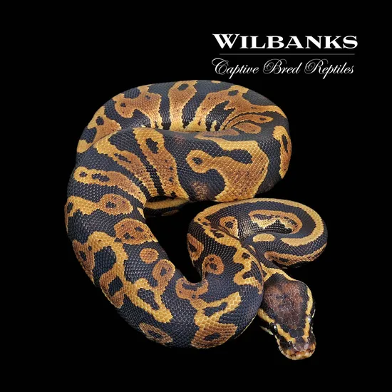 Pastel Acid Ball Python by Wilbanks Captive Bred Reptiles