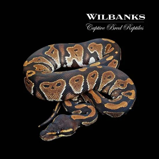 Blackhead Huffman Ball Python Blackhead Ball Python by Wilbanks Captive Bred Reptiles
