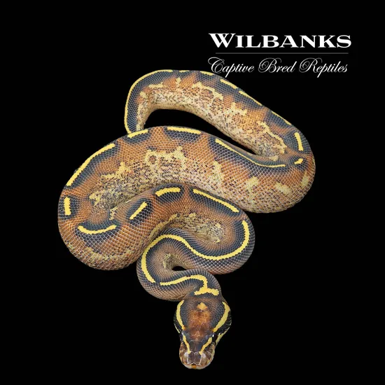Double Freeway Ball Python Freeway Ball Python by Wilbanks Captive Bred Reptiles