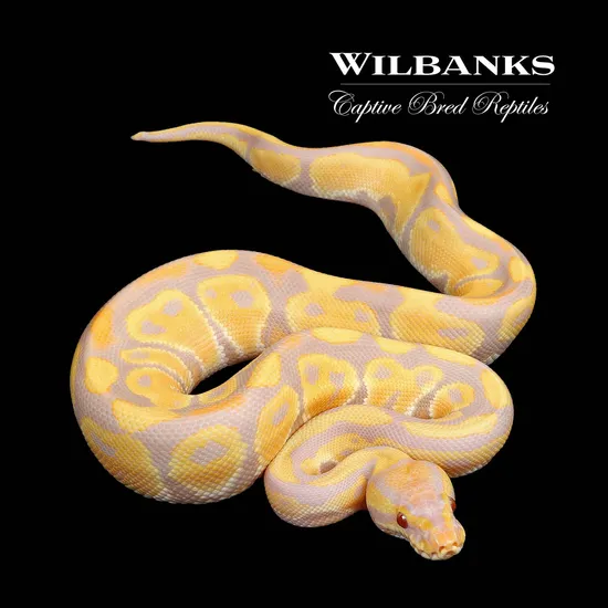Ball Python Cyprus Candy Candy Ball Python by Wilbanks Captive Bred Reptiles