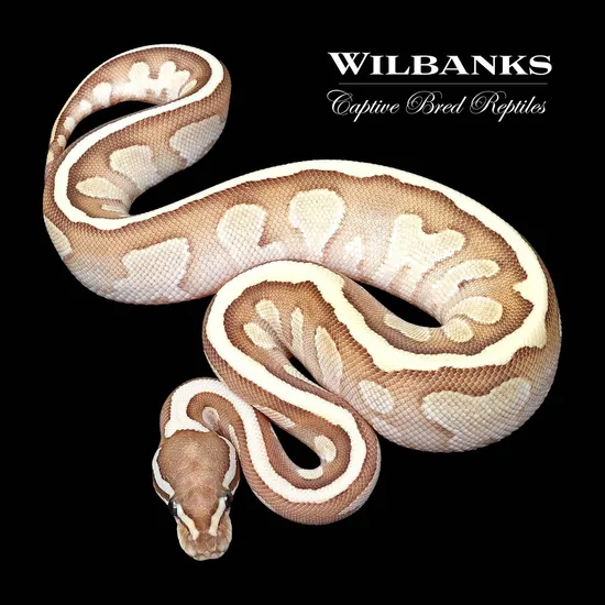 Nuclear Ball Python by Wilbanks Captive Bred Reptiles