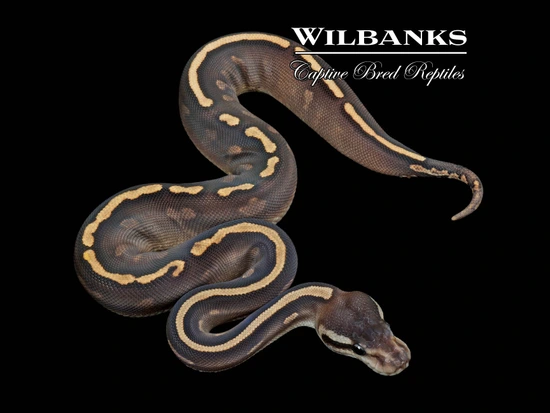 Mojave GHI Cinnamon Yellow Belly Ball Python by Wilbanks Captive Bred ...