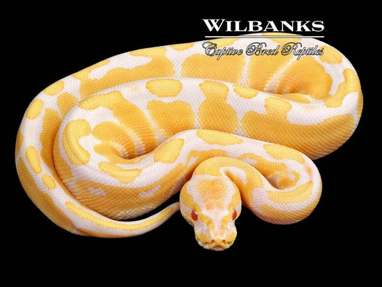 Candy Ball Python by Wilbanks Captive Bred Reptiles