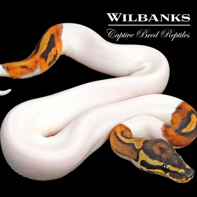 Banana Nuclear Ball Python Ball Pythons by Wilbanks Captive