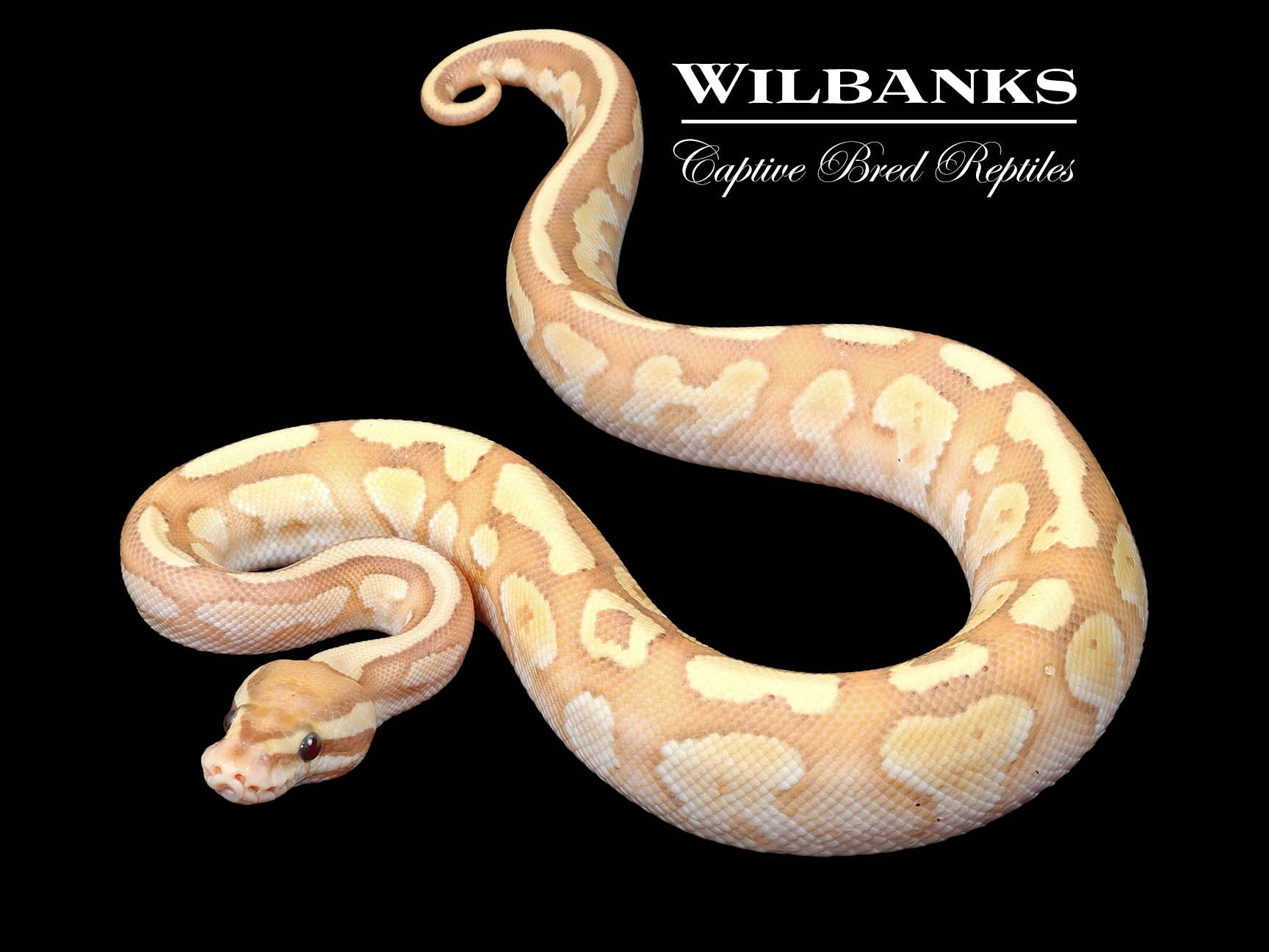 Banana Nuclear Ball Python Ball Pythons by Wilbanks Captive