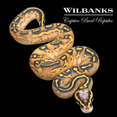Obsidian Ball Python Ball Pythons by Wilbanks Captive Bred