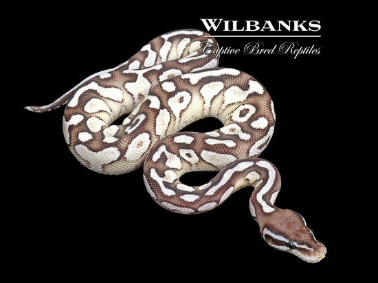 Lesser Axanthic (VPI) Pastel Yellow Belly Ball Python by Wilbanks ...