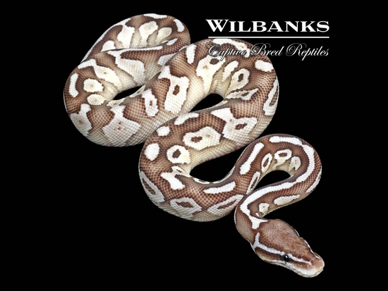 Pastel Lesser Axanthic (VPI) Ball Python by Wilbanks Captive Bred Reptiles