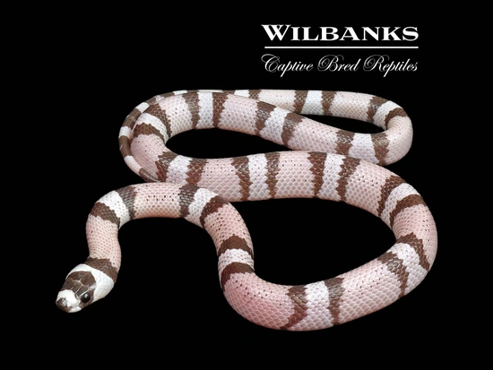 Photo inspiration: Anerythristic Honduran Milksnake Honduran Milk Snake By Wilbanks Photo Inspiration