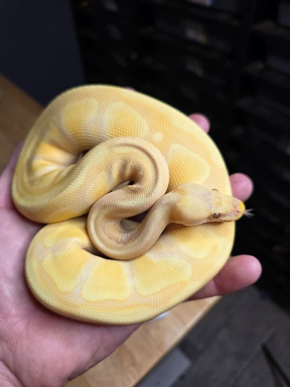 Enchi Candy Ball Python by Firehouse Morphs