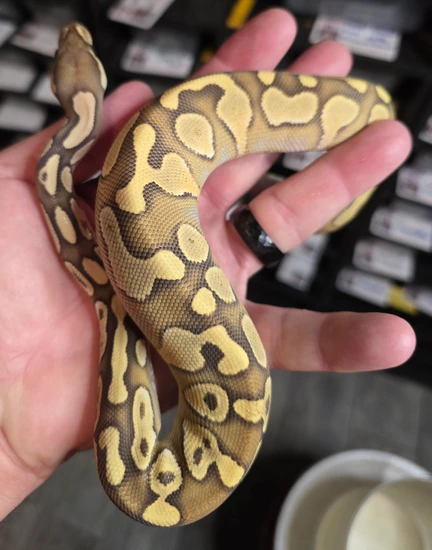 Butter Orange Crush Ball Python by Firehouse Morphs