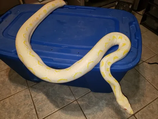 Amelanistic Reticulated Python by Millennium Morphs