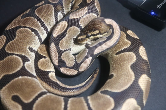 Super Tiger Joliff , Het Axan, Het Pied Ball Python by Chelsea Herps