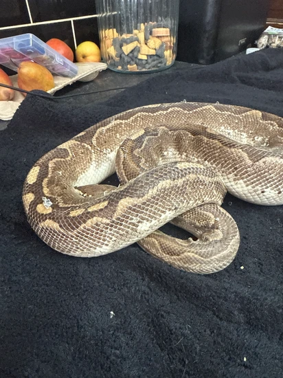 Python's Afraid Cold Bamboo Ball Python by Cold Blood Breeders