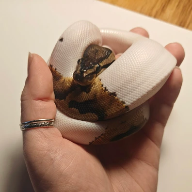 Pied ♀