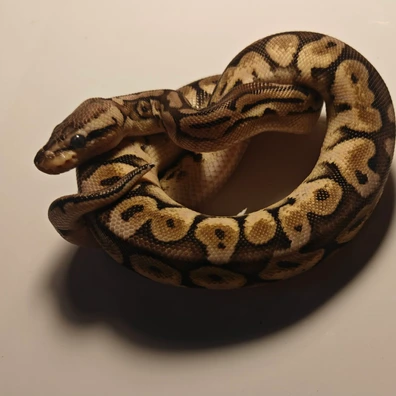 He Red Axanthic Pastel ♂