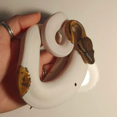 Pied ♀