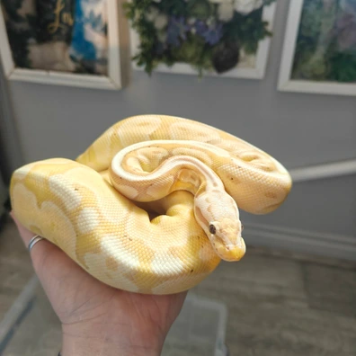 Banana Het Red Axanthic Het Pied ♀