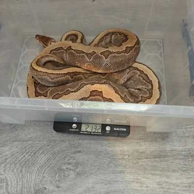 Lesser Pinstripe Yellowbelly/Spark ♀ Ball Python - female for sale from MI Reptiles
