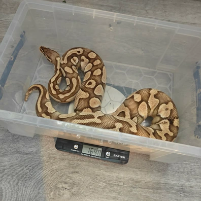 Lesser Pastel YellowBelly/Spark ♀ Ball Python - female for sale from MI Reptiles