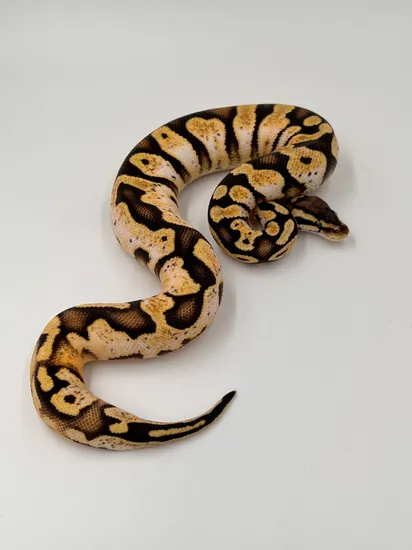 Pastel Monarch Ball Python Pastel Sugar Het Monarch Ball Python by MSB Reptiles