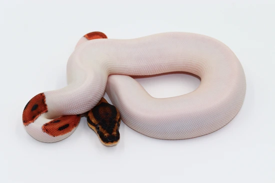 Krg Ball Python KRG Pied (Pos Super KRG) Ball Python by MSB Reptiles
