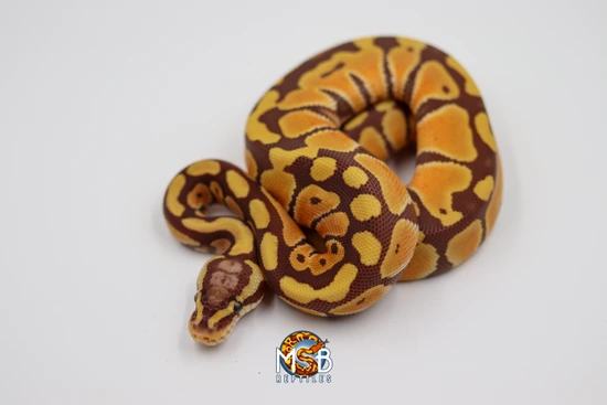 Pastel Monarch Ball Python Pastel Monarch Ball Python by MSB Reptiles