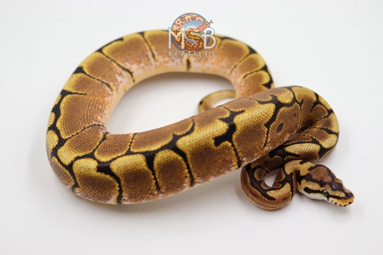 Spider Het Monarch Ball Python By Msb Reptiles
