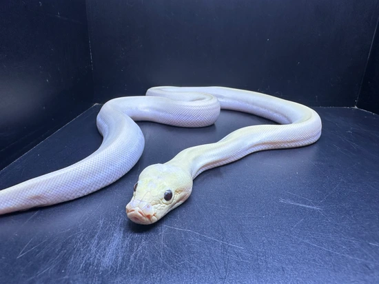 Ivory Burmese Python by Missing Link Aquatics & Exotics