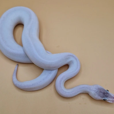 Champagne Super Mojave
