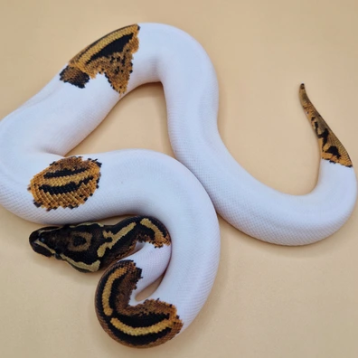Yellowbelly Confusion Piebald