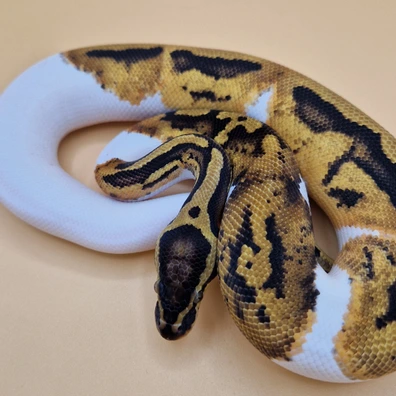 Pastel Yellowbelly Piebald