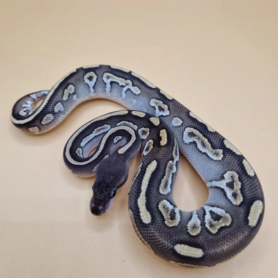 Mojave Cinnamon Quake