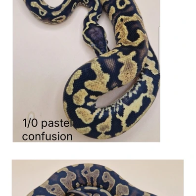 Pastel Yellowbelly Confusion 66% Het Pied