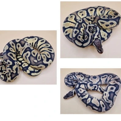 Pastel Yellowbelly Het Piebald Het Desert Ghost