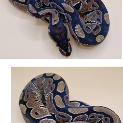 Het Tri Stripe Het Axanthix Ball Python - female for sale from T + T Balls