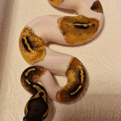 Pastel Confusion Piebald Ball Python - female for sale from T + T Balls