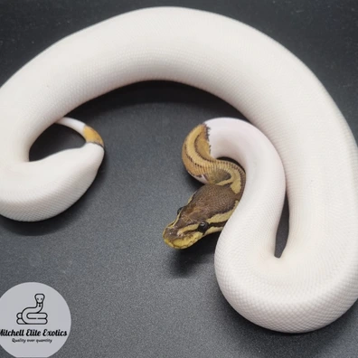 Cinnamon Pied Het Candy Poss GHI Ball Python - male for sale from Mitchell_elite_exotics