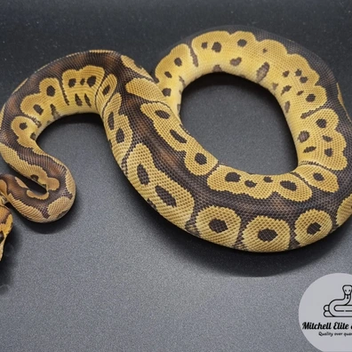Redstripe Clown Ball Python - female for sale from Mitchell_elite_exotics