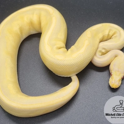 Black Pastel Mojave Yellowbelly Candino Ball Python - female for sale from Mitchell_elite_exotics