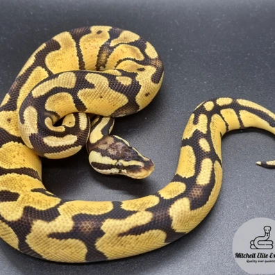 Enchi Pastel Yellowbelly Het Candy Ball Python - female for sale from Mitchell_elite_exotics