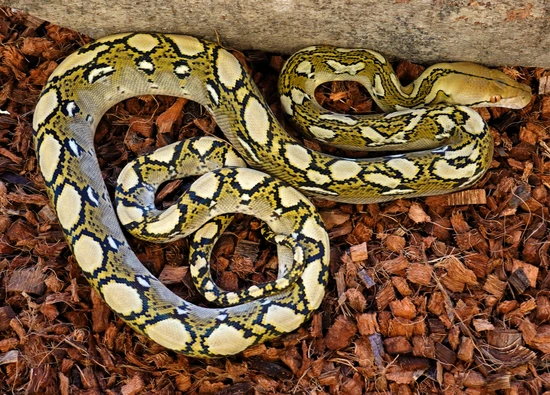 Bacan Het Indo Caramel Or Het Albino Reticulated Python by Prbreeders