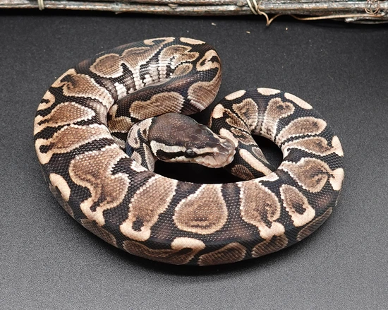 GHI HRA Ball Python by Prbreeders
