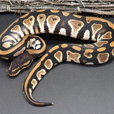 Black Head TH Clown DG Piebald